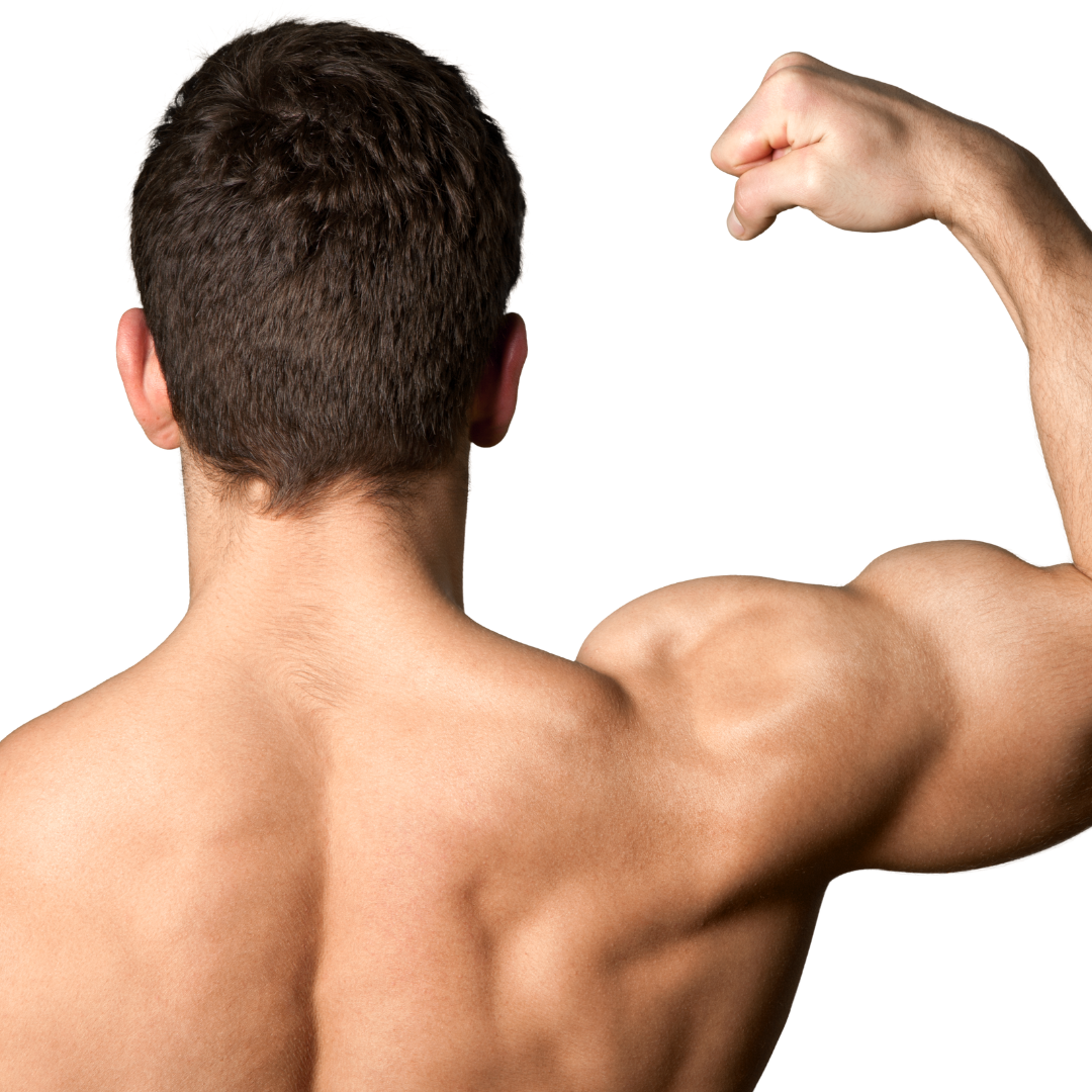 Testosterone And Muscle Mass